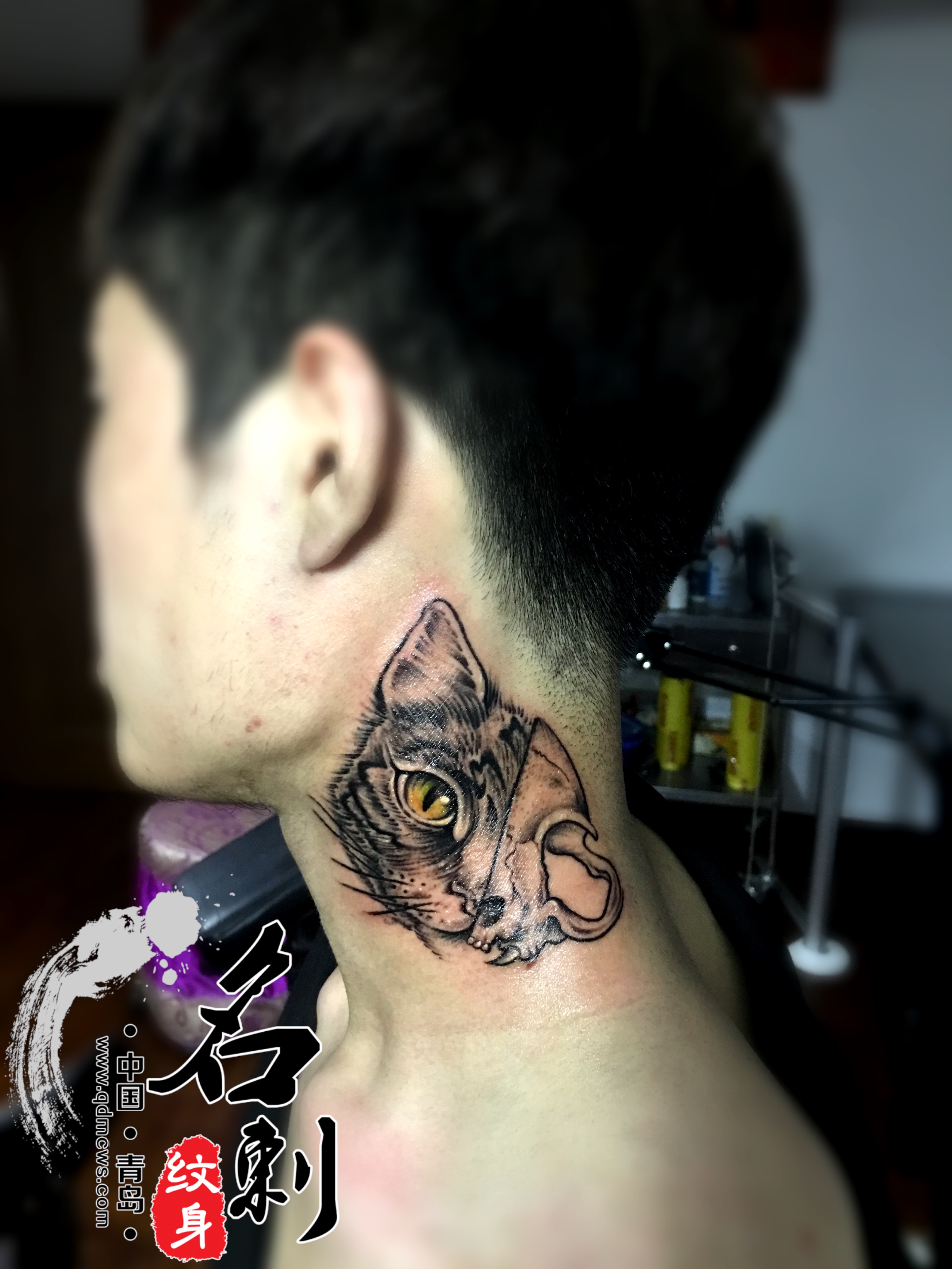 猫